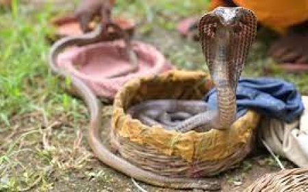 ୨୬ ନାଗ ସାପ ଜବତ