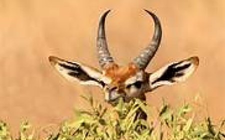 ଜେରେନୁକ୍ ପାଣି ନ ପିଇ ସାରା ଜୀବନ କାଟିପାରେ