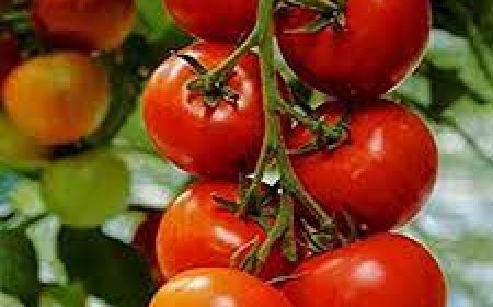 ଡିପ୍‌ରେସନ୍‌ରୁ ମୁକ୍ତି ଦେବ ଟମାଟୋ