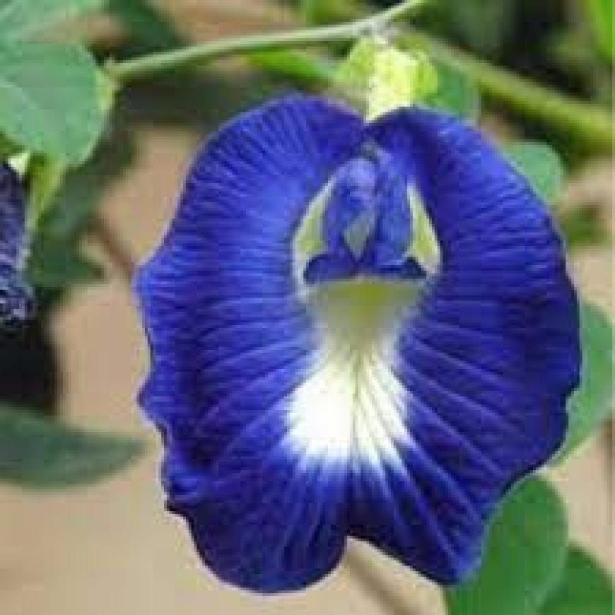 କର୍କଟକୁ ଦୂ‌ରେଇ ଦିଏ, ଇନସୁଲିନ୍ ସନ୍ତୁଳନ ବଜାୟ ରଖେ ଅପରାଜିତା