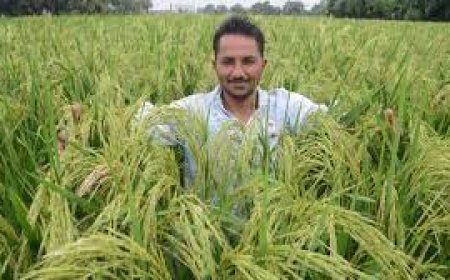 କଳାଜିରା ଧାନକୁ ମିଳିଲା ଜି.ଆଇ ଟ୍ୟାଗ୍