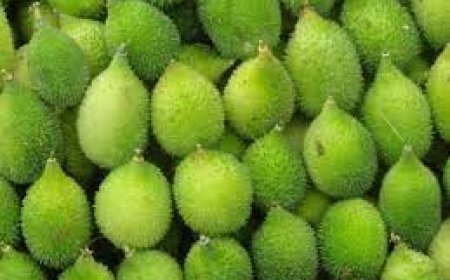 ଜାଣନ୍ତୁ କାଙ୍କଡ ଖାଇଲେ କି କି ଲାଭ ମିଳେ?