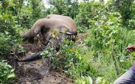 ସାତକୋଶିଆରେ ବିଦ୍ୟୁତ ଆଘାତରେ ଦୁଇ ହାତୀ ମୃତ