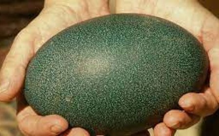 ସବୁଜ ଅଣ୍ଡା