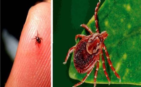 ସ୍କ୍ରବ ଟାଇଫସ :ସୁନ୍ଦରଗଡ଼ରେ ପୁଣି ୭ ଆକ୍ରାନ୍ତ ଚିହ୍ନଟ