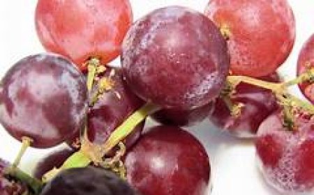 ନାଲି ଅଙ୍ଗୁର ଖାଇବା  ଲାଭଦାୟକ