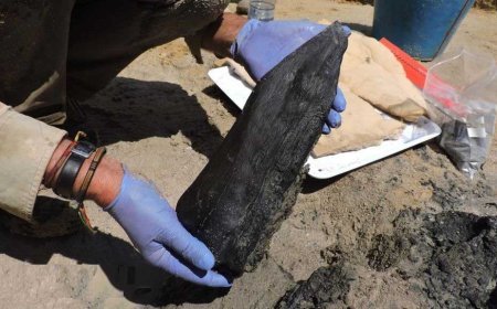 ମିଳିଲା ୪ ଲକ୍ଷ ୭୬ ହଜାର ବର୍ଷ ପୁରୁଣା କାଠ ସାମଗ୍ରୀ 