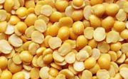 ୨ଶହ ଛୁଇଁଲାଣି ଡାଲି ଦର