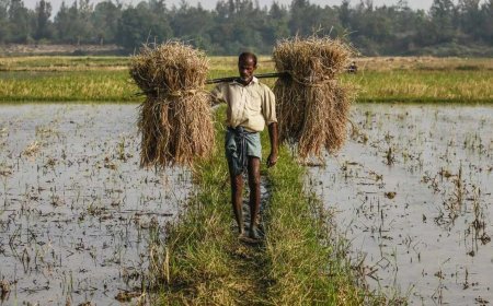 ଦେଶରେ ସବୁଠାରୁ ଗରିବ ଝାଡଖଣ୍ଡ   ଚାଷୀ , ଦ୍ୱିତୀୟରେ ଓଡ଼ିଶା