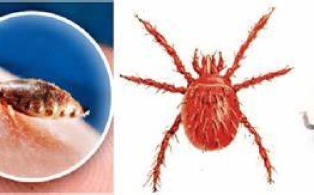 ବଲାଙ୍ଗୀରର ଜଣେ ଆକ୍ରାନ୍ତଙ୍କ ମୃତ୍ୟୁ : ସ୍କ୍ରଵ ଟାଇଫସ