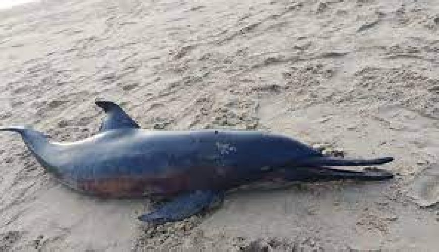 ବିରଳ ମୃତ ଡଲଫିନ ଉଦ୍ଧାର