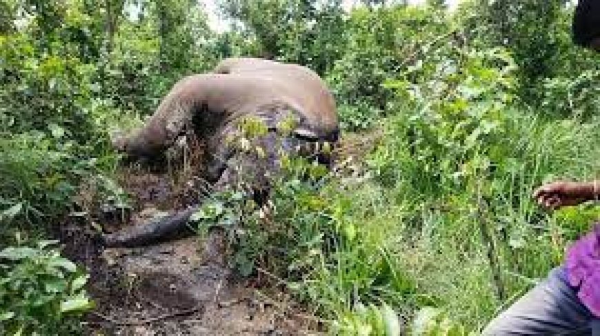 ସାତକୋଶିଆରେ ବିଦ୍ୟୁତ ଆଘାତରେ ଦୁଇ ହାତୀ ମୃତ