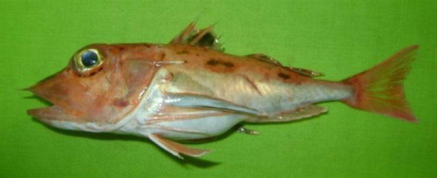 ବଙ୍ଗୋପସାଗରରୁ ଚିହ୍ନଟ ହେଲା ନୂତନ ପ୍ରଜାତିର ମାଛ