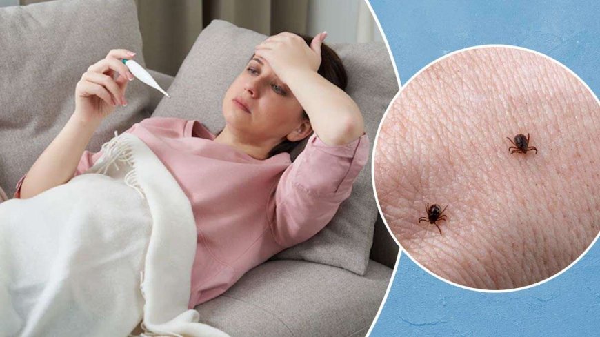 ସ୍କ୍ରବ୍ ଟାଇଫସ୍ : ସୁନ୍ଦରଗଡରେ ପୁଣି ଚିହ୍ନଟ ହେଲେ ୧୪ ରୋଗୀ