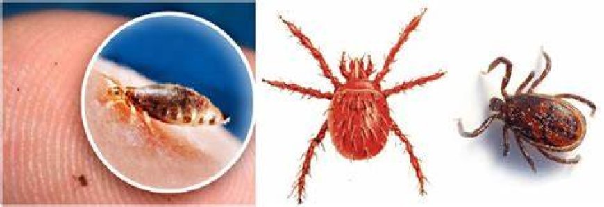 ବଲାଙ୍ଗୀରର ଜଣେ ଆକ୍ରାନ୍ତଙ୍କ ମୃତ୍ୟୁ : ସ୍କ୍ରଵ ଟାଇଫସ