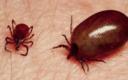 ସୁନ୍ଦରଗଡ଼ରେ ପୁଣି  ୯ ସ୍କ୍ରବ୍ ଟାଇଫସ ଆକ୍ରାନ୍ତ ଚିହ୍ନଟ