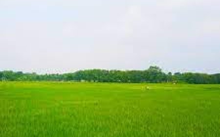 ଚିନ୍ତାରେ ଚାଷୀ : ଧାନରେ ଚକଡ଼ା ପୋକ