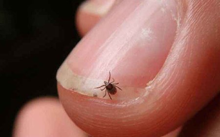 ସ୍କ୍ରବ୍ ଟାଇଫସ: ସୁନ୍ଦରଗଡ଼ରେ ପୁଣି ୭ ଚିହ୍ନଟ