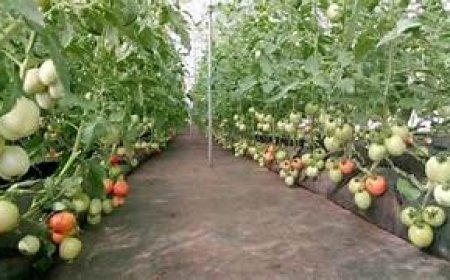 ଭଲ ଖବର: ଟାଙ୍ଗରାଭୂମି ଏବେ ଶସ୍ୟଶ୍ୟାମଳା, ସୁଦୃଢ କରୁଛି ଆର୍ଥିକ ମାନଦଣ୍ଡ