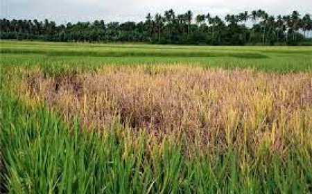 ମାଡ଼ିଗଲେଣି ପୋକ : କାମ କରୁନି କୀଟନାଶକ