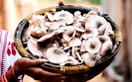 ଛତୁ ଚାଷ ରୁ  ରୋଜଗାର ,  ଶିକ୍ଷିତ ଦମ୍ପତିଙ୍କୁ ଦେଖାଇଛି ସ୍ବାଭିମାନର ସହ ବଞ୍ଜିବାର ରାହା ।