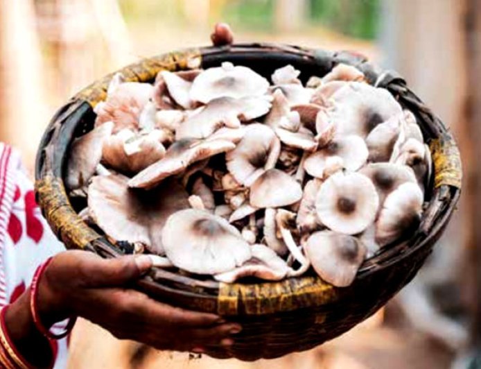 ଛତୁ ଚାଷ ରୁ  ରୋଜଗାର ,  ଶିକ୍ଷିତ ଦମ୍ପତିଙ୍କୁ ଦେଖାଇଛି ସ୍ବାଭିମାନର ସହ ବଞ୍ଜିବାର ରାହା ।