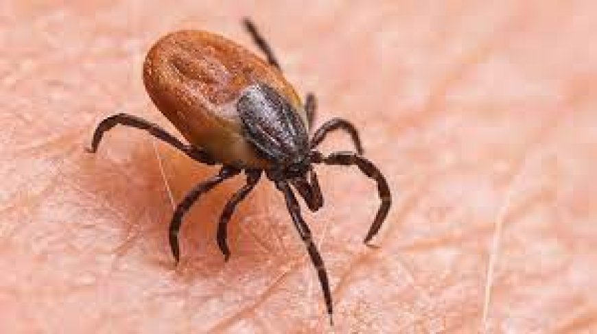 ସ୍କ୍ରବ ଟାଇଫସ୍, ସୁନ୍ଦରଗଡ଼ରେ ପୁଣି ୨୦ ଚିହ୍ନଟ