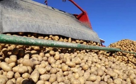 ପୁଣି ଆଳୁ ଅଟକାଇଲେ ମମତା,