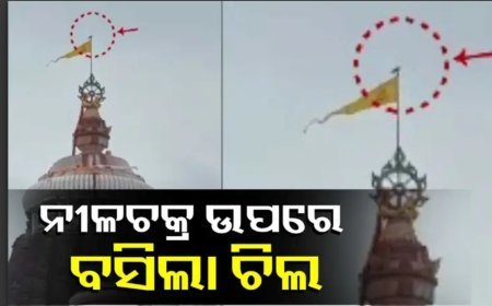 ଶ୍ରୀମନ୍ଦିର ନୀଳଚକ୍ର ଉପରେ ବସିଲା ଚିଲ