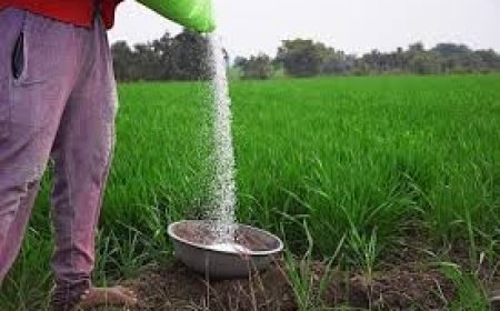 ଚାଷୀଙ୍କୁ ଘାରିଛି ୟୁରିଆ ସାର ଚିନ୍ତା