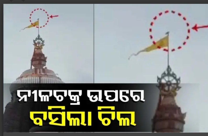 ଶ୍ରୀମନ୍ଦିର ନୀଳଚକ୍ର ଉପରେ ବସିଲା ଚିଲ